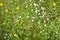 Dandelions and chamomiles on green grass background