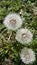 Dandelions close up white