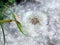 Dandelions covered with poplar fluff