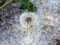 Dandelions covered with poplar fluff