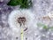 Dandelions covered with poplar fluff