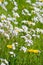 Dandelions and Cuckoo flowers