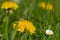 Dandelions and a daisy in the lawn