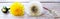 Dandelions. Dandelion development stages. Floral banner