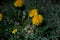 Dandelions. Dark background with dandelions in sunlight closeup