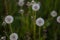 Dandelions on a darker leafy background