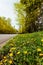 Dandelions at edge of quiet road