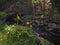 Dandelions and fern with the forest rocky steam