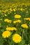 Dandelions field.