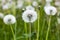 Dandelions field