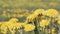 Dandelions Field Background On sunny Day. Blooming Dandelion.