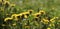 Dandelions in a field Springtime in a country