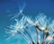 Dandelions after florishing and wind