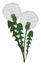 Dandelions flower, illustration, vector