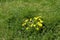 Dandelions flower in a meadow