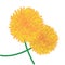 Dandelions flower vector illustration