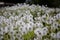 Dandelions flowering in wild in Bhutan