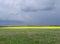 Dandelions fluff and rapeseed and black clouds