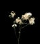 Dandelions fluffed up. Dried dead flower isolated on black background. Sample of a flower in oriental style with pastel