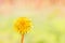 Dandelions in the garden,white seed ball. Close up with bokeh.A bud, a flower blooms, seeds. Life cycle. Stages of life, seasons.