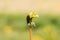 Dandelions in the garden,white seed ball. Close up with bokeh.A bud, a flower blooms, seeds. Life cycle. Stages of life, seasons.