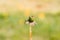 Dandelions in the garden,white seed ball. Close up with bokeh.A bud, a flower blooms, seeds. Life cycle. Stages of life, seasons.