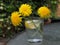 Dandelions in a glass of water still in the garden