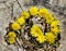 Dandelions in a Golden Spiral