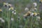 Dandelions in the grass with a blurry background