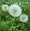 Dandelions grass greenery flowers