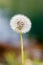 Dandelions with green background