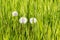 Dandelions. Green grass. Flowers in the grass. Taraxacum.