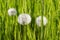 Dandelions. Green grass. Flowers in the grass. Taraxacum.