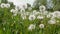 Dandelions on green meadow