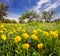 Dandelions on a green meadow in sunlight