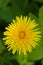 Dandelions on green nature