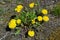 Dandelions on the ground