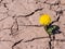 Dandelions grow from a dry soil