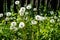 Dandelions grow fence