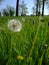 Dandelions grow in green grass among forest