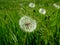 Dandelions grow in green grass among the glade