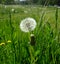 Dandelions grow in green grass. Shining