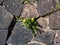 Dandelions grow on a wall in spring