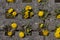 Dandelions growing between concrete grass pavers on a parking lot