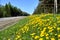 Dandelions growing at roadside in springtime