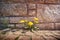 Dandelions growing through stones