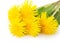 Dandelions isolated on a white background