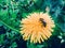 Dandelions on the lawn and bees fly around them.