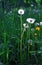 Dandelions meadow