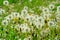 Dandelions in the meadow